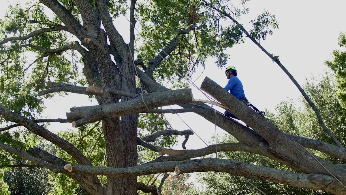 Professional Hazardous Tree Removal performed by certified arborists in Charlevoix
